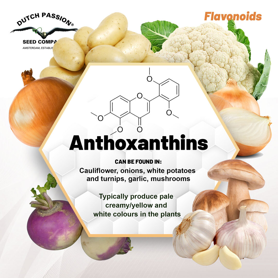 Flavonoids-Anthoxanthins-dutch-passion-seed-company